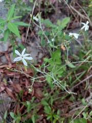 Jasminum fluminense