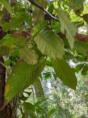 Unonopsis