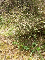 Coprosma rhamnoides