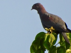 Patagioenas flavirostris