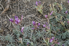 Astragalus stenoceras