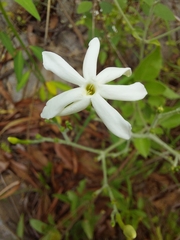 Jasminum fluminense