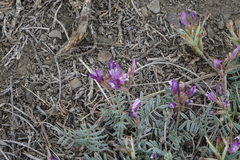 Astragalus stenoceras