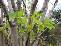 Pittocaulon praecox