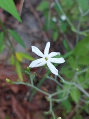Jasminum fluminense
