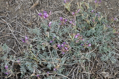 Astragalus stenoceras
