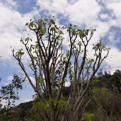 Pittocaulon praecox