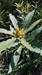 Brabejum stellatifolium