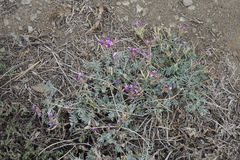 Astragalus stenoceras