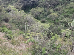 Pittocaulon praecox