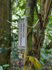 Unonopsis