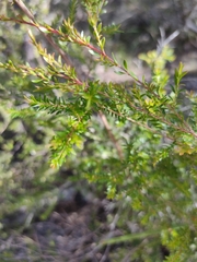 Sannantha bidwillii