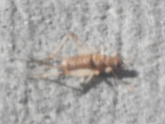 Gryllodes sigillatus