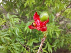 Ochna