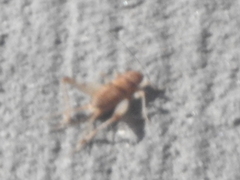 Gryllodes sigillatus