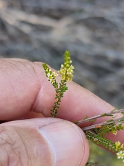 Micromyrtus littoralis