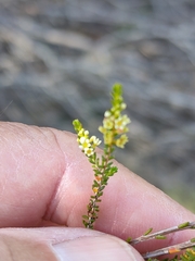Micromyrtus littoralis