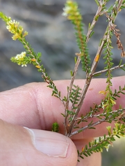 Micromyrtus littoralis