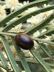 Dicranosterna immaculata