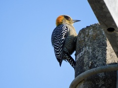 Melanerpes chrysogenys