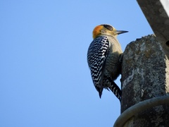 Melanerpes chrysogenys