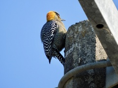 Melanerpes chrysogenys