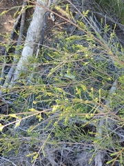 Micromyrtus littoralis