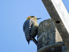 Melanerpes chrysogenys