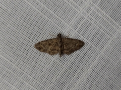 Pasiphilodes testulata