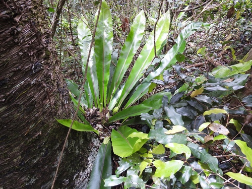 Asplenium harmanii, 2022-11-10