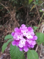 Lantana montevidensis