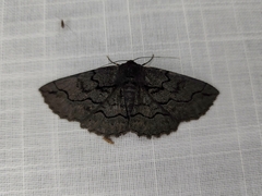 Melanodes anthracitaria