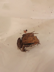 Physalaemus fischeri