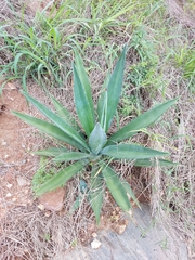 Agave vivipara
