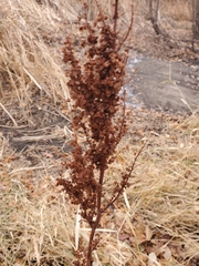 Rumex crispus