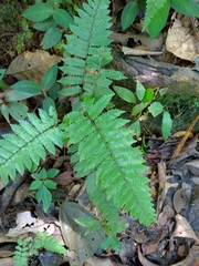 Thelypteridaceae