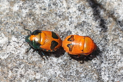 Choerocoris paganus