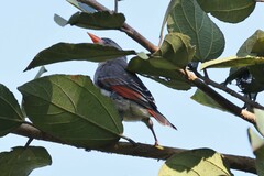 Anaplectes rubriceps