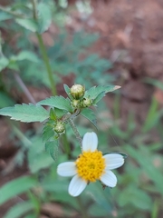 Bidens pilosa