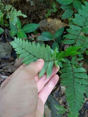 Thelypteridaceae