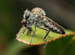 Sintoria cyanea