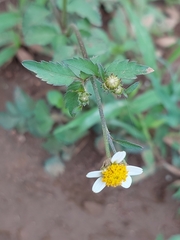 Bidens pilosa