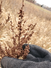 Rumex crispus