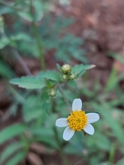 Bidens pilosa