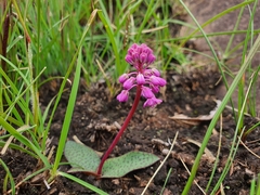 Ledebouria sandersonii