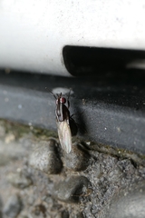 Poecilohetaerella dubiosa