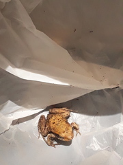 Physalaemus fischeri