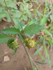 Bidens pilosa