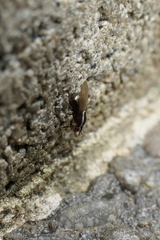 Poecilohetaerella dubiosa