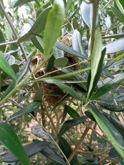 Acanthiza inornata